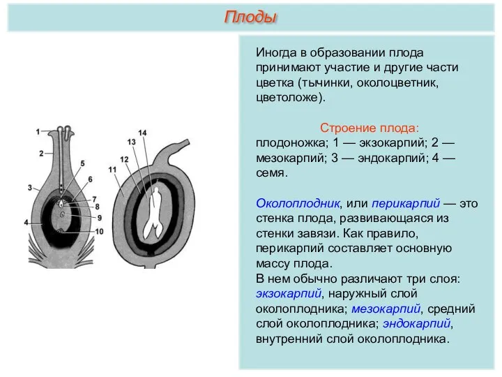 Иногда в образовании плода принимают участие и другие части цветка (тычинки, околоцветник,