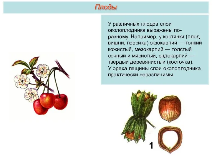 У различных плодов слои околоплодника выражены по-разному. Например, у костянки (плод вишни,