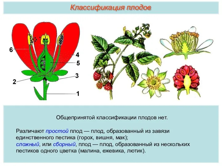 Общепринятой классификации плодов нет. Различают простой плод — плод, образованный из завязи