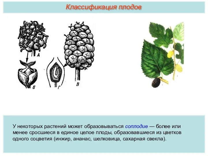 У некоторых растений может образовываться соплодие — более или менее сросшиеся в