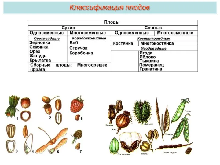 Классификация плодов