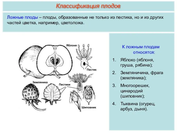 Ложные плоды – плоды, образованные не только из пестика, но и из