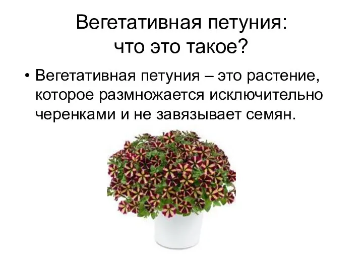Вегетативная петуния: что это такое? Вегетативная петуния – это растение, которое размножается