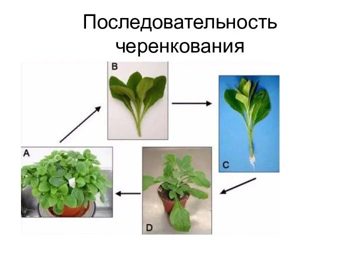 Последовательность черенкования