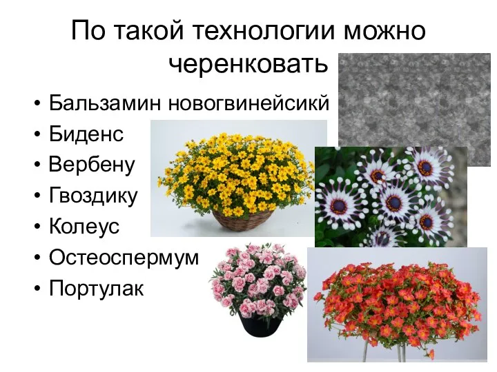 По такой технологии можно черенковать Бальзамин новогвинейсикй Биденс Вербену Гвоздику Колеус Остеоспермум Портулак