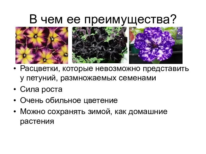 В чем ее преимущества? Расцветки, которые невозможно представить у петуний, размножаемых семенами