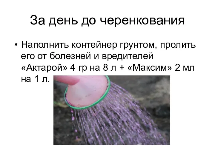 За день до черенкования Наполнить контейнер грунтом, пролить его от болезней и