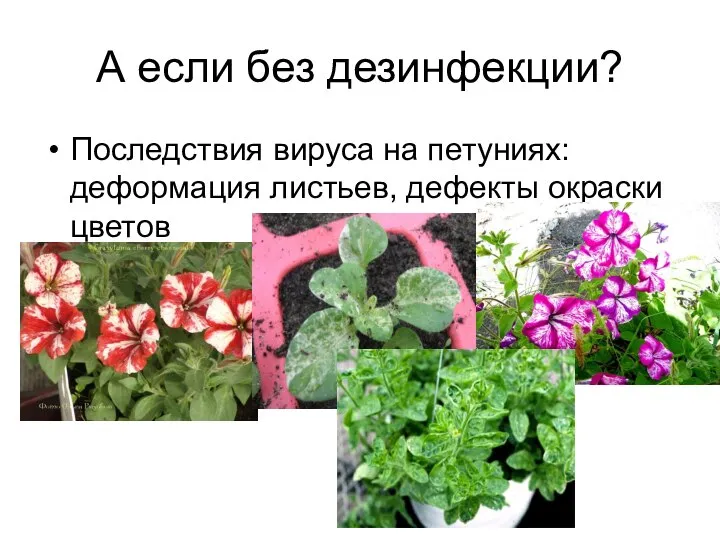 А если без дезинфекции? Последствия вируса на петуниях: деформация листьев, дефекты окраски цветов