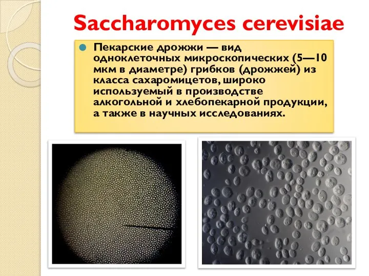 Saccharomyces cerevisiae Пекарские дрожжи — вид одноклеточных микроскопических (5—10 мкм в диаметре)