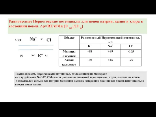 Равновесные Нернстовские потенциалы для ионов натрия, калия и хлора в состоянии покоя.