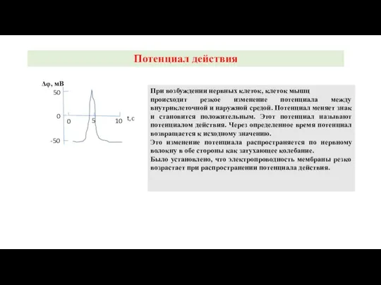 Потенциал действия -50 50 0 0 5 10 t,c При возбуждении нервных