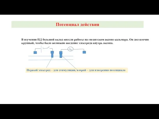 Потенциал действия В изучении ПД большой вклад внесли работы на гигантском аксоне