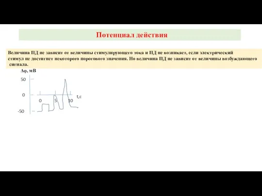 Потенциал действия Величина ПД не зависит от величины стимулирующего тока и ПД