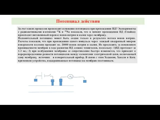 Потенциал действия За счет каких процессов происходит изменение потенциала при прохождении ПД?