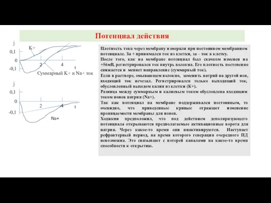 Потенциал действия 2 4 t j 0 0,1 -0,1 K+ 4 2