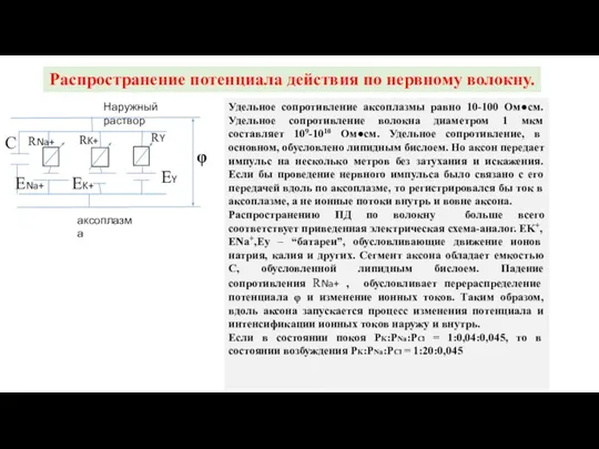 Распространение потенциала действия по нервному волокну. EK+ ENa+ EY C Наружный раствор