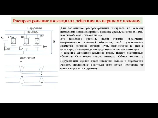 Распространение потенциала действия по нервному волокну. EK+ ENa+ EY C Наружный раствор