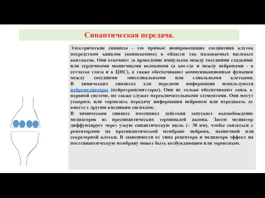 Электрические синапсы - это прямые ионпроводящие соединения клеток посредством каналов (коннексонов) в