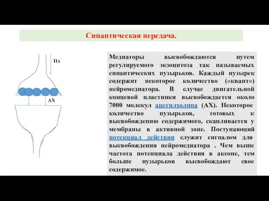 Медиаторы высвобождаются путем регулируемого экзоцитоза так называемых синаптических пузырьков. Каждый пузырек содержит
