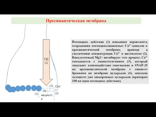 Потенциал действия (1) повышает вероятность открывания потенциалзависимых Са2+-каналов в пресинаптической мембране, приводя