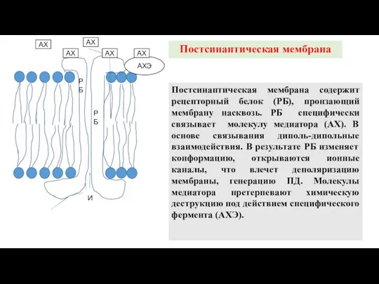 АХЭ АХ АХ АХ АХ АХ Постсинаптическая мембрана Постсинаптическая мембрана содержит рецепторный