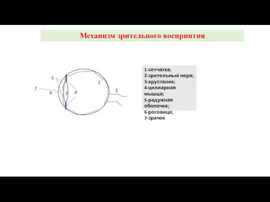 Механизм зрительного восприятия 1 2 3 4 5 6 7 1-сетчатка; 2-зрительный