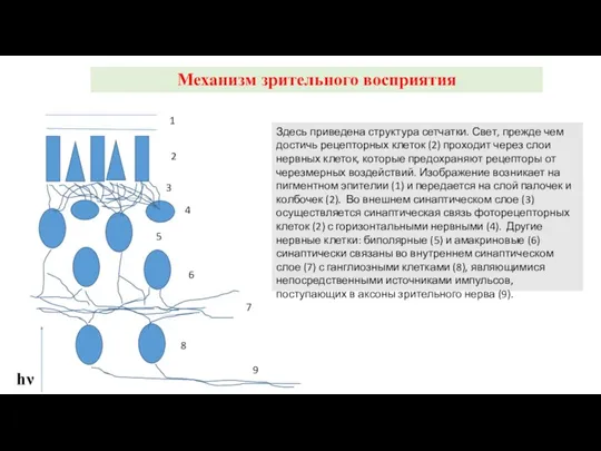 Механизм зрительного восприятия hν 1 2 3 4 5 6 7 8