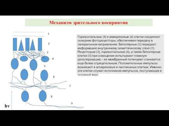 Механизм зрительного восприятия hν 1 2 3 4 5 6 7 8