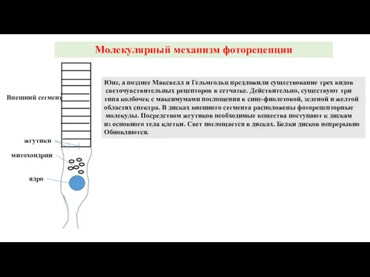 Молекулярный механизм фоторецепции Юнг, а позднее Максвелл и Гельмгольц предложили существование трех