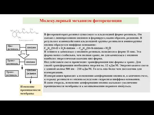 Молекулярный механизм фоторецепции В фоторецепторах ретинол существует в альдегидной форме-ретиналь. Он связан