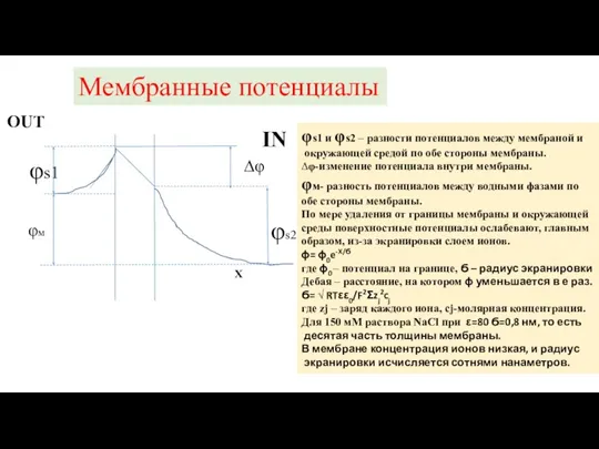 Мембранные потенциалы φs1 φs2 φм ∆φ φs1 и φs2 – разности потенциалов