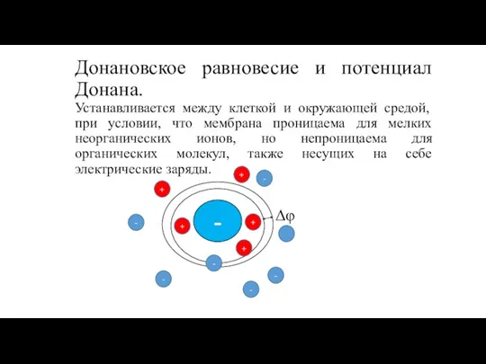 Донановское равновесие и потенциал Донана. Устанавливается между клеткой и окружающей средой, при