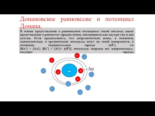 Донановское равновесие и потенциал Донана. В основе представления о равновесном потенциале такой