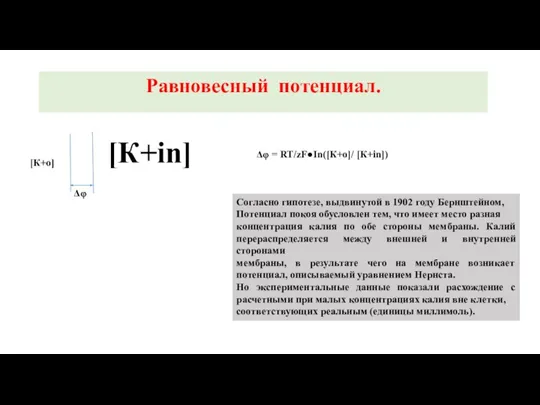 Равновесный потенциал. [К+о] [К+in] Δφ Δφ = RT/zF●In([К+о]/ [К+in]) Согласно гипотезе, выдвинутой