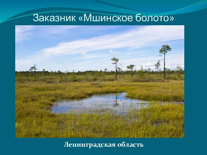 Заказник «Мшинское болото» Ленинградская область