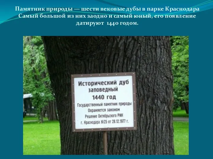 Памятник природы — шести вековые дубы в парке Краснодара Самый большой из