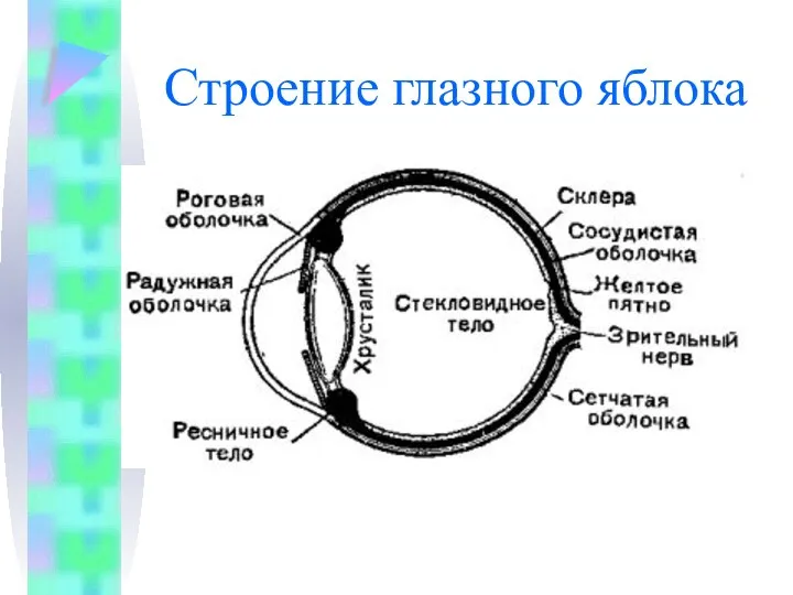 Строение глазного яблока