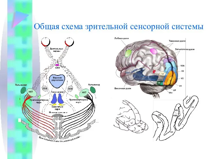 Общая схема зрительной сенсорной системы