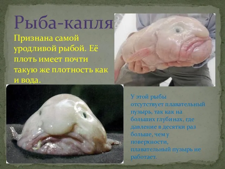 Рыба-капля Признана самой уродливой рыбой. Её плоть имеет почти такую же плотность