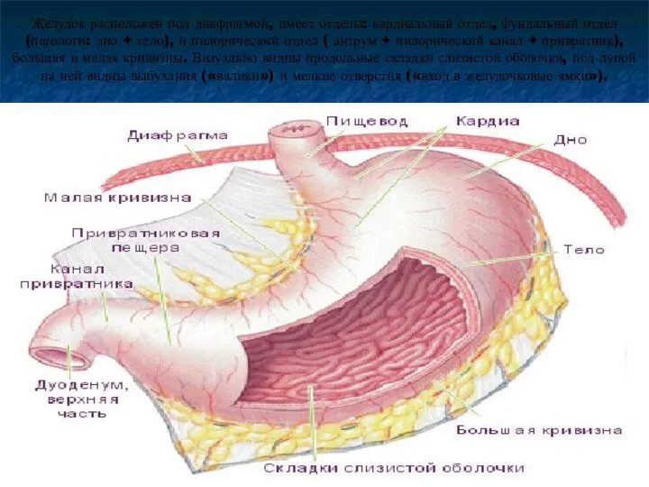 Желудок расположен под диафрагмой, имеет отделы: кардиальный отдел, фундальный отдел (патологи: дно