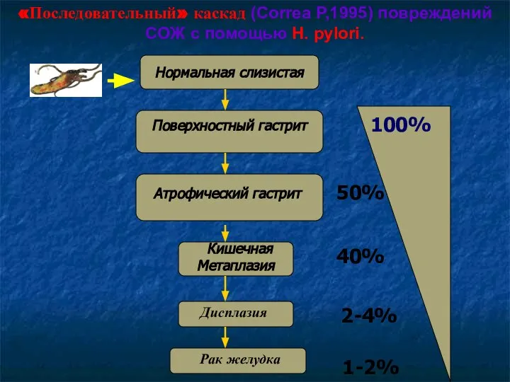 Нормальная слизистая Атрофический гастрит Кишечная Метаплазия Дисплазия Рак желудка 100% 50% 40%