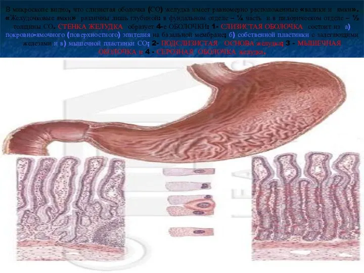 В микроскопе видно, что слизистая оболочка (СО) желудка имеет равномерно расположенные «валики