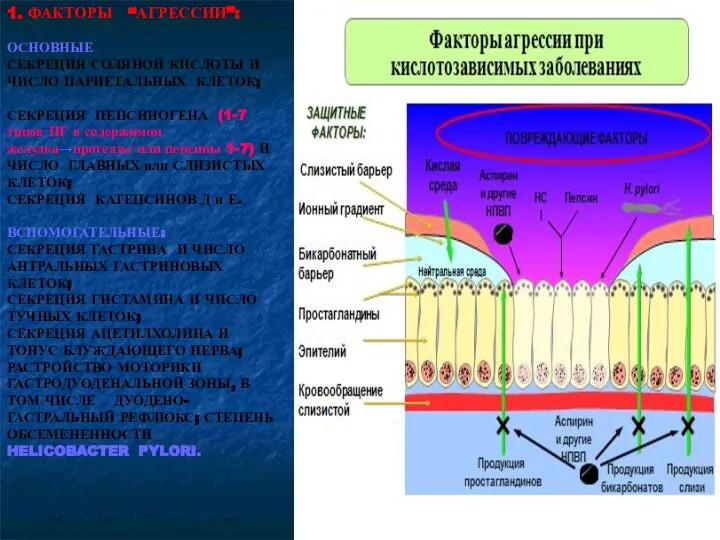 1. ФАКТОРЫ “АГРЕССИИ”: ОСНОВНЫЕ СЕКРЕЦИЯ СОЛЯНОЙ КИСЛОТЫ И ЧИСЛО ПАРИЕТАЛЬНЫХ КЛЕТОК; СЕКРЕЦИЯ