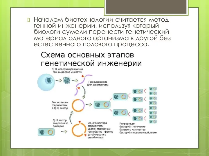 Началом биотехнологии считается метод генной инженерии, используя который биологи сумели перенести генетический