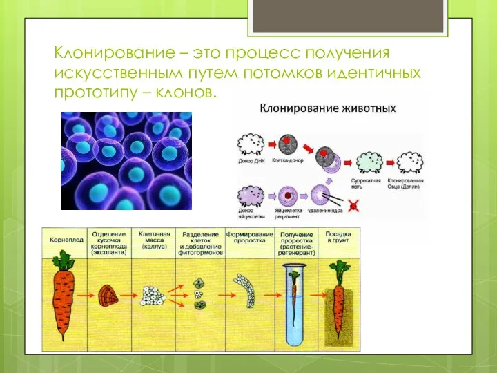 Клонирование – это процесс получения искусственным путем потомков идентичных прототипу – клонов.