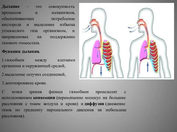 Дыхание – это совокупность процессов и механизмов, обеспечивающих потребление кислорода и выделение