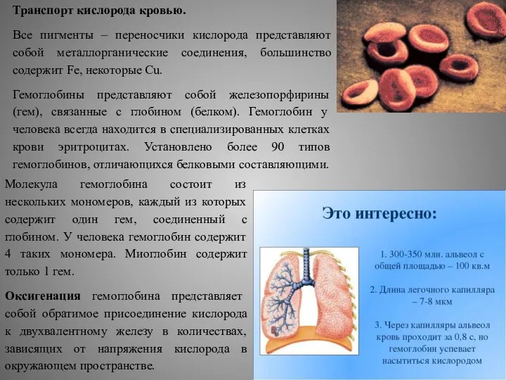 Транспорт кислорода кровью. Все пигменты – переносчики кислорода представляют собой металлорганические соединения,