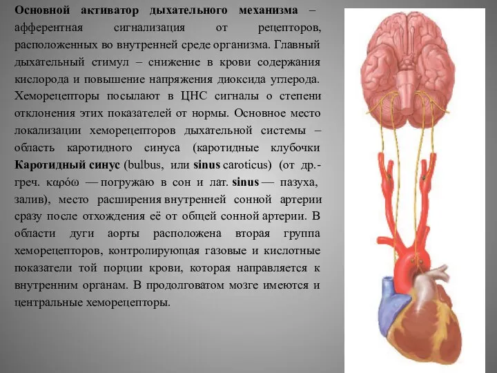 Основной активатор дыхательного механизма – афферентная сигнализация от рецепторов, расположенных во внутренней