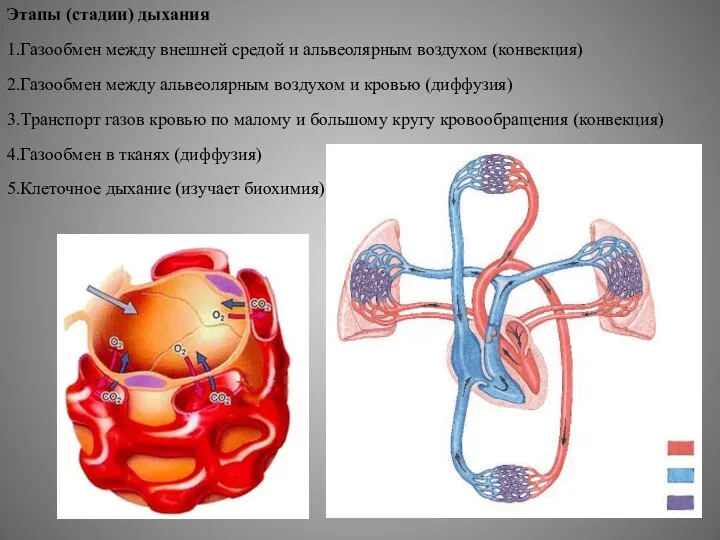 Этапы (стадии) дыхания 1.Газообмен между внешней средой и альвеолярным воздухом (конвекция) 2.Газообмен