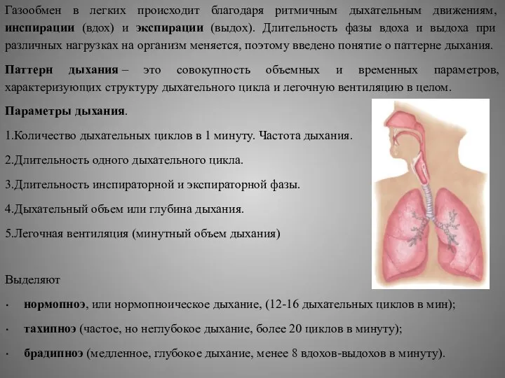 Газообмен в легких происходит благодаря ритмичным дыхательным движениям, инспирации (вдох) и экспирации